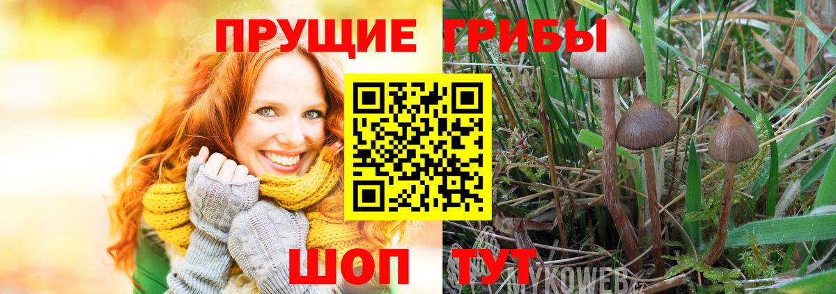 Псилоцибиновые грибы мухоморы Сосновый Бор